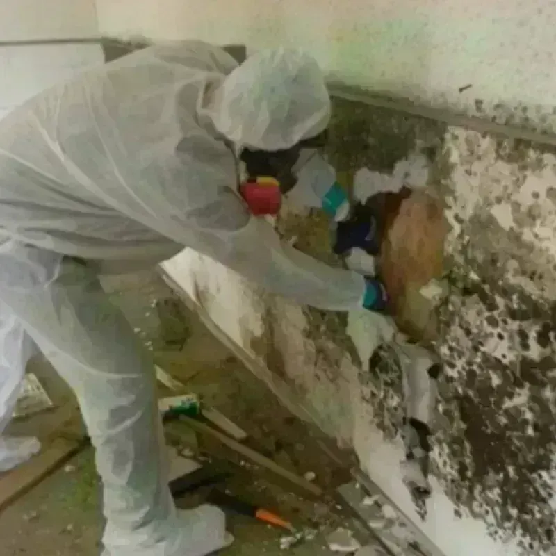 Mold Remediation and Removal in Glasgow, VA